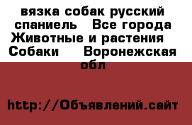 вязка собак русский спаниель - Все города Животные и растения » Собаки   . Воронежская обл.